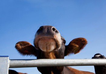 Corporate Branding The Oxford cow ice cream